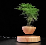 233607 Levitating Plant Pot for Succulents